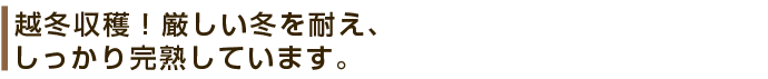 愛媛の清見オレンジ