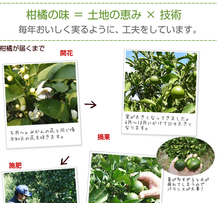 完熟不知火20㎏(家庭用)とりかよ 商品 – tagged 