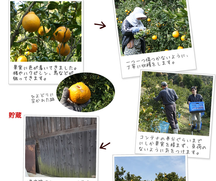 不知火 4kg : 完熟屋 BEEFRIENDSHIP - 通販 - Yahoo!ショッピング