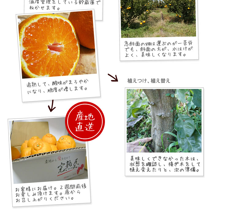 不知火 4kg : 完熟屋 BEEFRIENDSHIP - 通販 - Yahoo!ショッピング