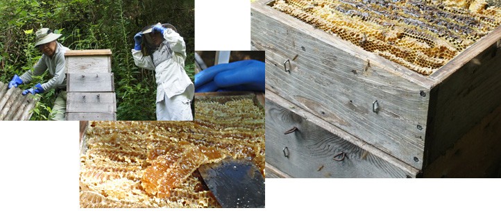 日本ミツバチの2年蜂蜜 120g : 完熟屋 BEEFRIENDSHIP - 通販 - Yahoo