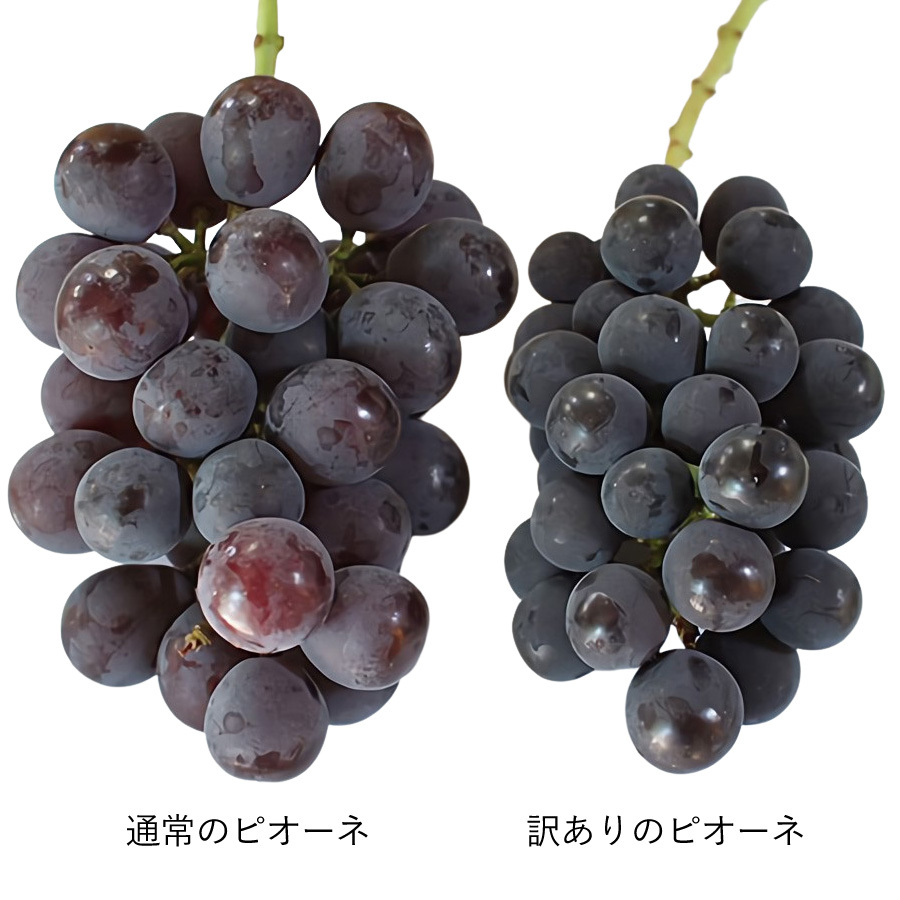 訳あり　種無しピオーネ　種無しブドウ　葡萄　ぶどう　ピオーネ ピオーネ 御所の種無しぶどう 訳ありB級 3房 和歌山 観音山