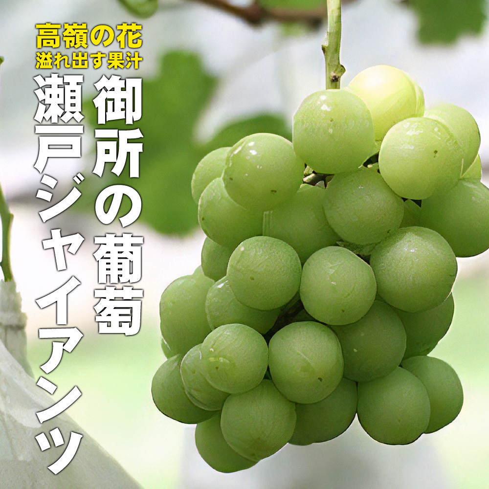 ブドウ大事典　農文協 ブドウ大事典 | 農文協 |本 | 通販 | Amazon