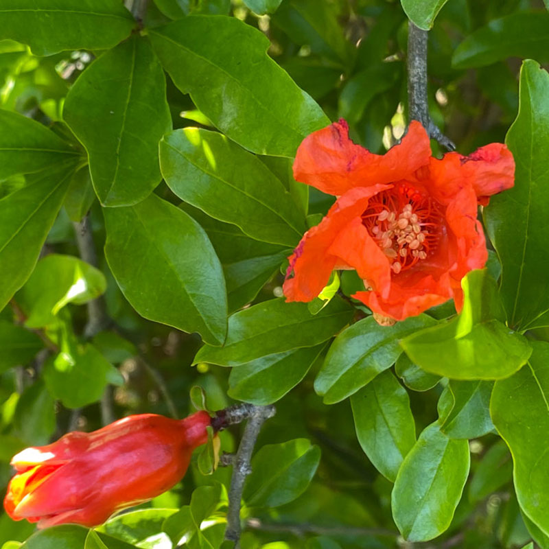 冷凍ざくろ C級品 大変希少な国産ザクロ 1kg 和歌山 観音山フルーツ