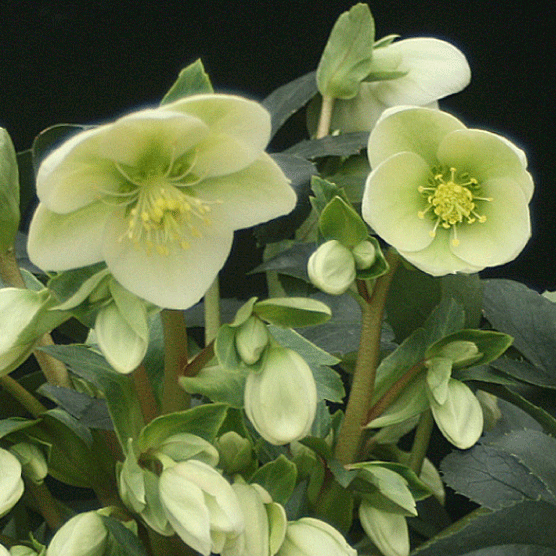 冬咲きクリスマスローズ HGCアイスブレーカーマキシー 13.5cmポット1苗