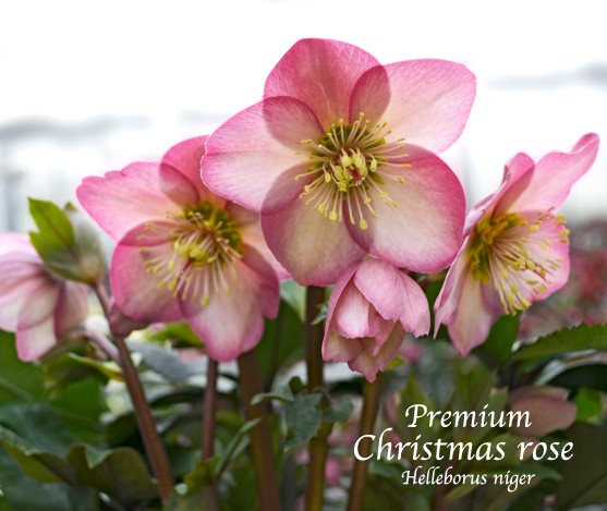 高級品種・冬咲きクリスマスローズ　Ice N'roses 氷の薔薇 ローズ　13.5cmポット1苗（2年生苗） : ch170823-new02 :  花農舎ヤフー店 - 通販 - Yahoo!ショッピング