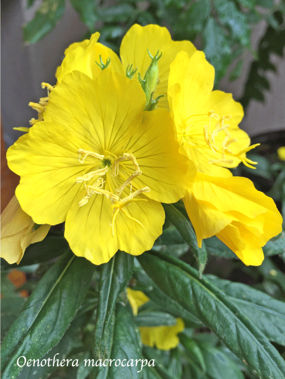 黄花 昼咲き月見草 大苗 10.5cmポット 1苗 : 花農舎ヤフー店 - 通販