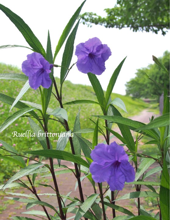 2苗）ルエリアパープルシャワー9cmポット : 花農舎ヤフー店 - 通販