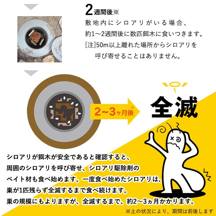 シロアリが巣ごと全滅