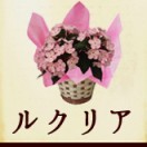 ギフト用鉢花　におい桜　ルクリア　ココ