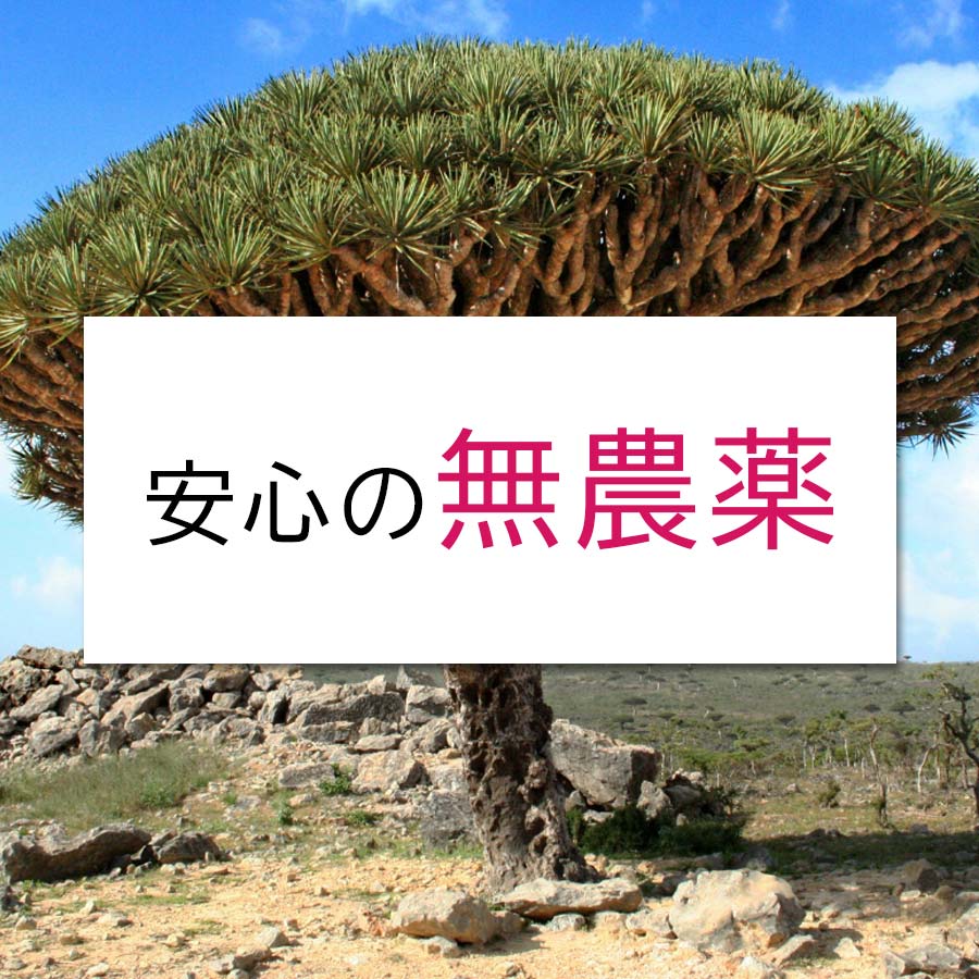 ドラゴンブラッド 50g お香 ボタニカルインセンス 樹脂香 レジンインセンス 竜血樹 dragon's blood｜kaori-market｜06