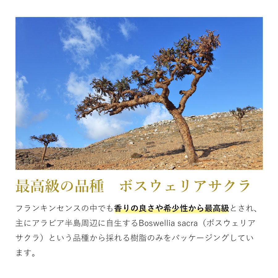 フランキンセンス オマーン産 乳香 ブラックシャザリ 100g 茶色〜黒