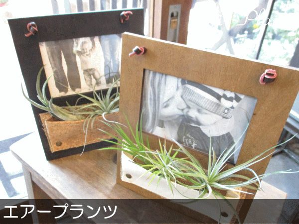 airplants_05_02.gif