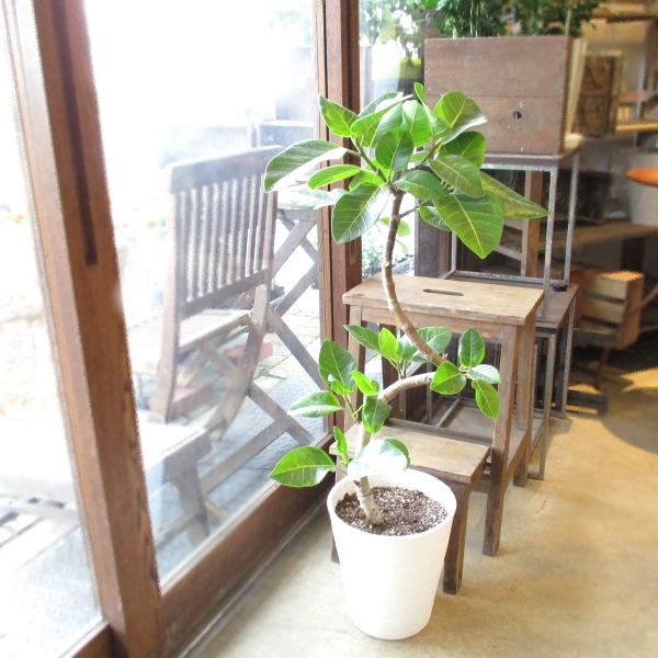 フィカス アルテシーマ 曲がり仕立て 8号鉢サイズ 白色 セラアート鉢