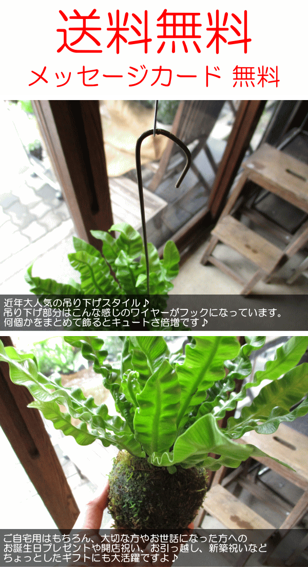 アスプレニウム エメラルドウェーブ 苔玉仕立て ワイヤー吊り玉仕立て