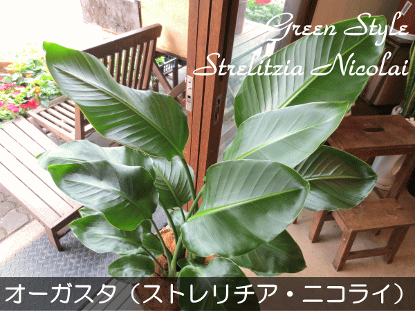 オーガスタ（ストレリチア・ニコライ）8号鉢サイズ 観葉植物 ミニ