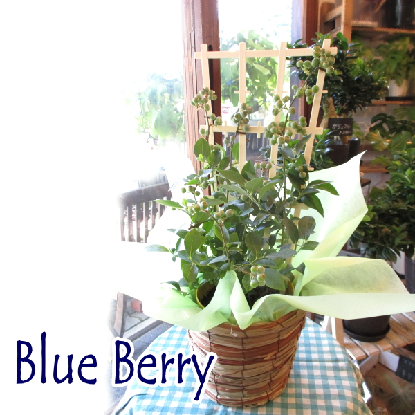 実付き ブルーベリー 2品種植え パティスリーベリー 5号鉢サイズ 鉢植え 薫る花 庭木 シンボルツリー 果樹 フルーツ 鉢花 父の日ギフト  プレゼント 2023年 :blueberry-01:薫る花 通販 