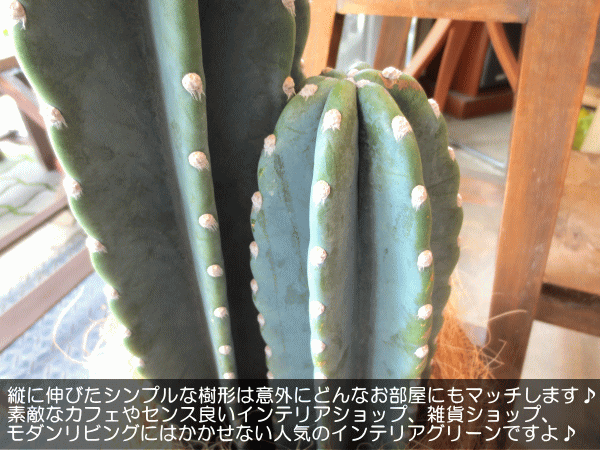 柱サボテン鬼面角｜ジグザグ段々に芽吹かせたブランチ仕立て