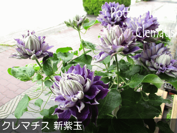 八重咲き クレマチス 新紫玉 6号鉢サイズ 鉢植え 紫色 パープル しんし