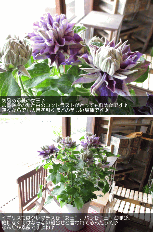 壺型クレマチス桃割　6号鉢　希少品種✨️可愛い♥ ChikumaNursery 壺型クレマチス…✨ 本日ご案内予定 今季新作
