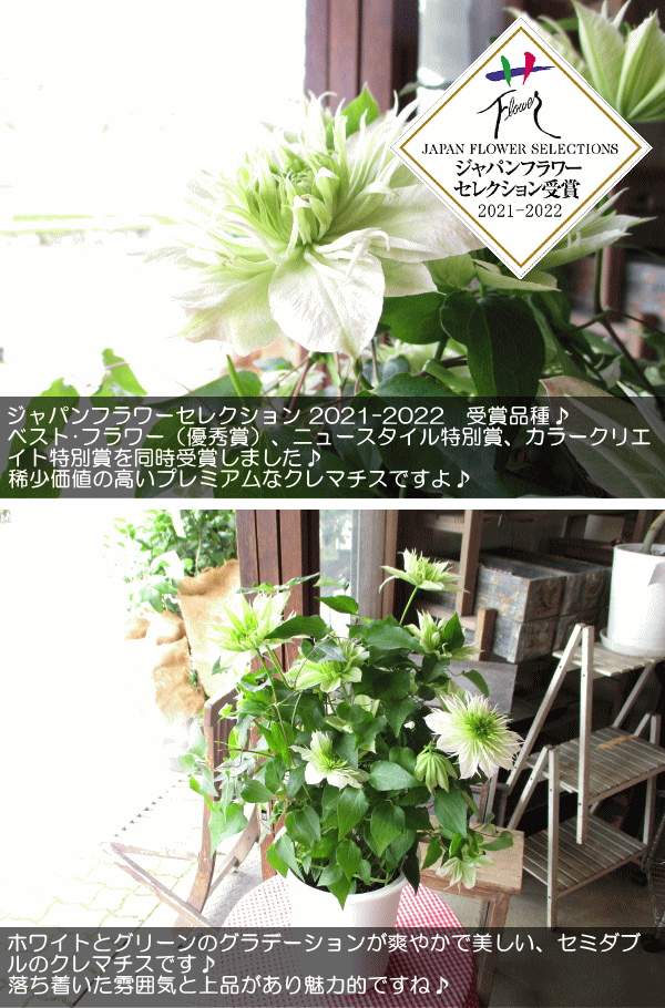 クレマチス 華川 5号鉢サイズ 鉢植え はなかわ ハナカワ 緑色 白色
