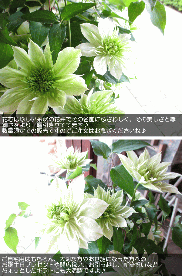 クレマチス 華川 5号鉢サイズ 鉢植え はなかわ ハナカワ 緑色 白色