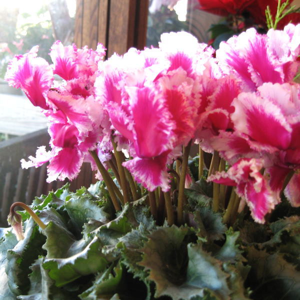 シクラメン ローゼス ピンクバイカラー 万重 EX 5号鉢サイズ 鉢植え