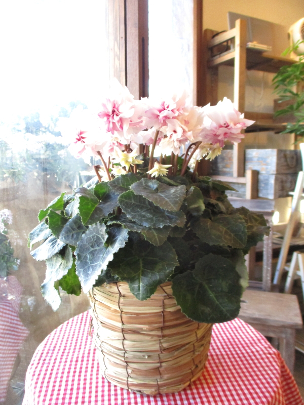 シクラメン ローゼス ピンクバイカラー 万重 EX 5号鉢サイズ 鉢植え