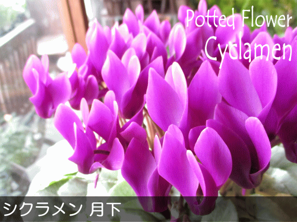 ブルー シクラメン 月下 5号鉢サイズ 鉢植え ジャパンフラワー