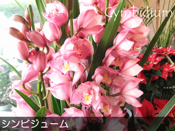 シンビジューム 4本立ち以上 鉢植え 洋蘭 洋ラン 薫る花 シンビジウム