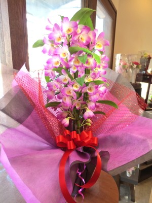 デンドロビューム Mサイズ 鉢植え 高品質でもお求めやすい価格で 洋蘭