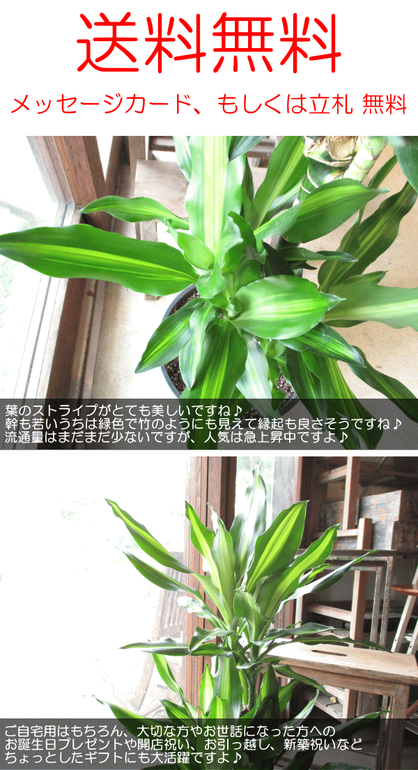 ドラセナ ジェレ 8号鉢サイズ 黒色 セラアート鉢 ブラック 鉢植え 幸福