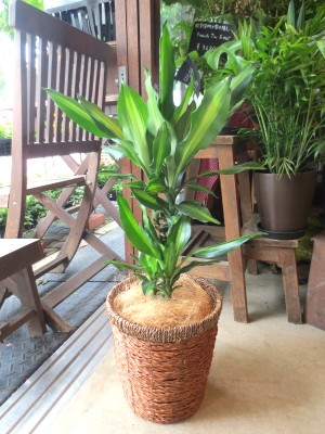 ドラセナ ジェレ 6号鉢サイズ 鉢植え 幸福の木 青年の木 ユッカ 薫る花