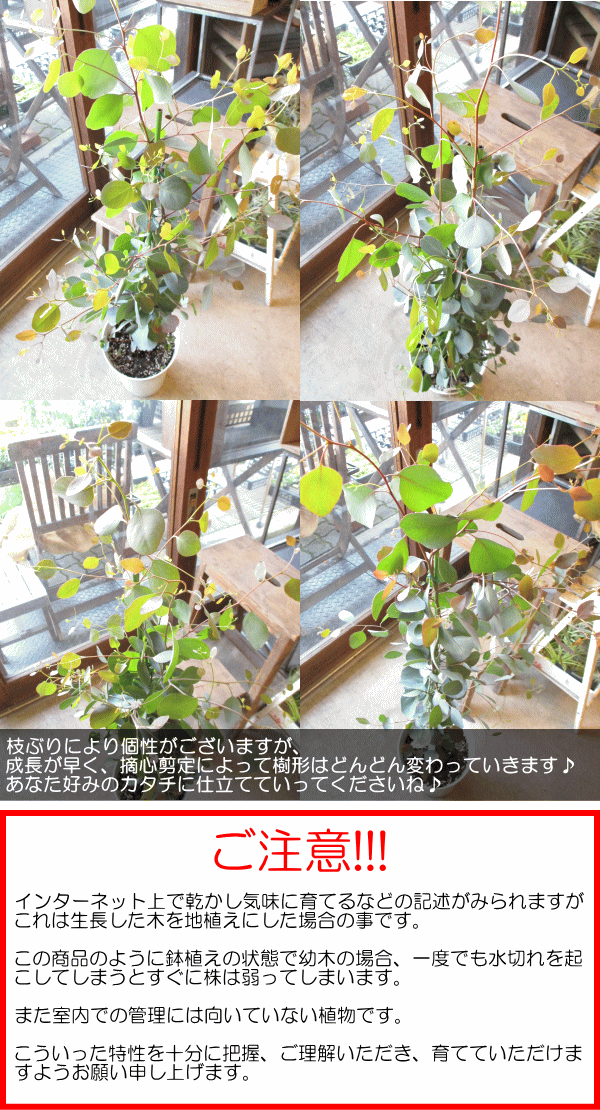だきます ユーカリ かわいい おしゃれ オージーガーデン 植木 シンボルツリー 銀葉 人気 庭木 インテリアグリ ハートリーフ ポポラス 100cm 1ｍ オージープランツ 観葉植物 常緑 があります