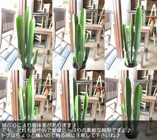 ユーフォルビア 大雲閣 ダイウンカク 6号鉢サイズ 鉢植え 多肉