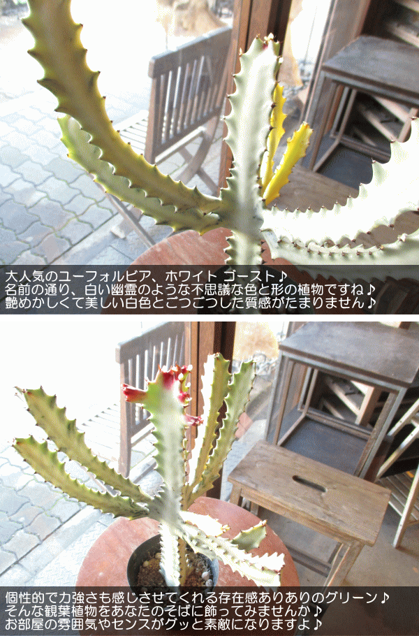 ユーフォルビア ラクテア ホワイトゴースト 4号鉢サイズ 鉢植え ユーフォルビア ラクテア ホワイトゴースト 4号鉢サイズ 鉢植え