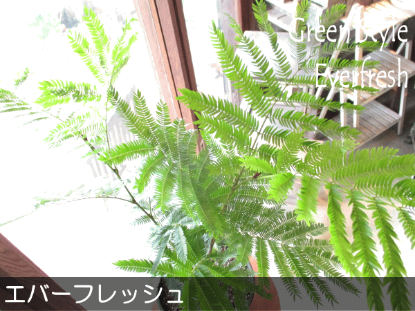 ★極太幹★　エバーフレッシュ　ネムノキ　希少サイズ　6寸　70㌢ Amazon｜エバーフレッシュ（ネムノキ）6号鉢サイズ 鉢植え｜観葉