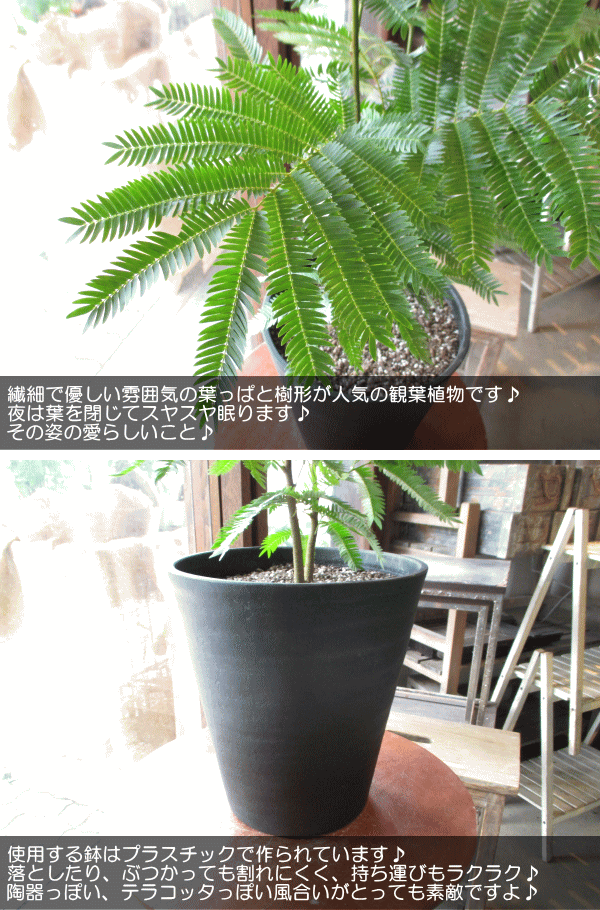 楽天市場】エバーフレッシュ 8号 セラアート鉢 （黒色） 鉢植え