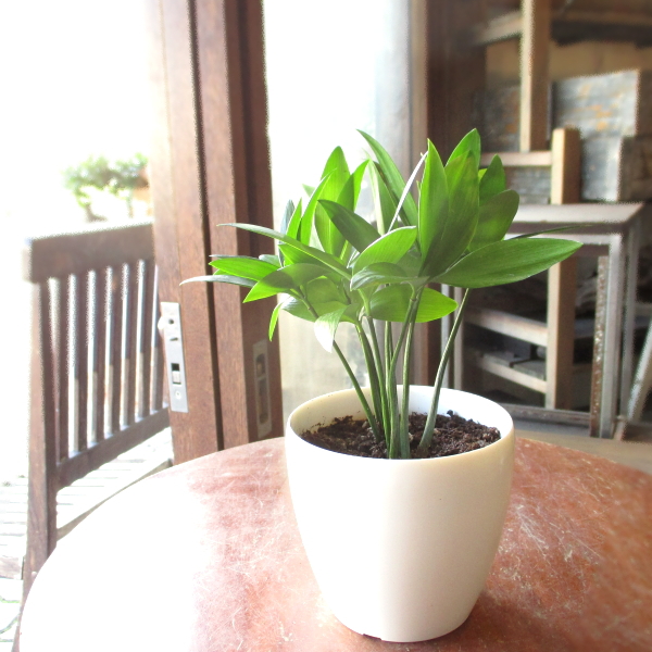 観葉植物神木 鉢 鉢植え 苗 苗木3個セット 観葉植物神木 鉢 鉢植え 苗 苗木3個セット