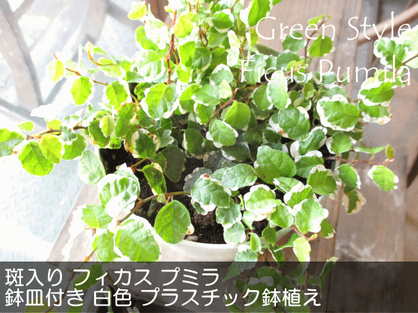 斑入り フィカス プミラ サニーホワイト 4号鉢サイズ 鉢皿付き 白色