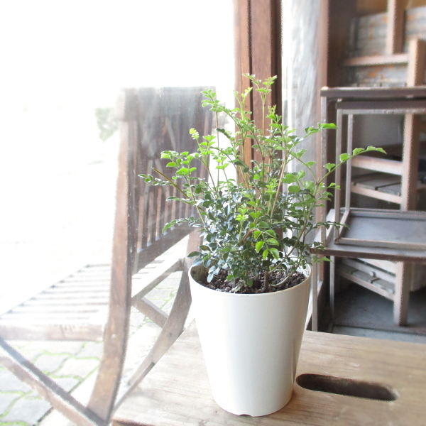 シマトネリコ【品番3039】〖庭木・植木・鉢植え〗 Amazon｜シマトネリコ 株立 7号 ラスターポット 樹高80cm前後(鉢