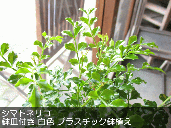シマトネリコ 4号鉢サイズ 鉢皿付き 白色 プラスチック鉢 鉢植え