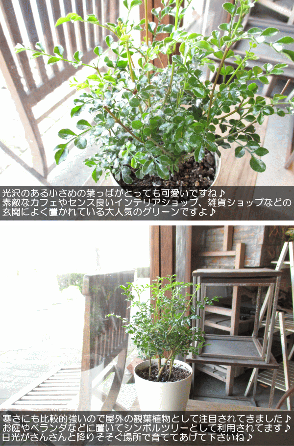 植木鉢（未使用品） 植木鉢 おしゃれ ファイバーセメントポット GP002-310 10号(31cm