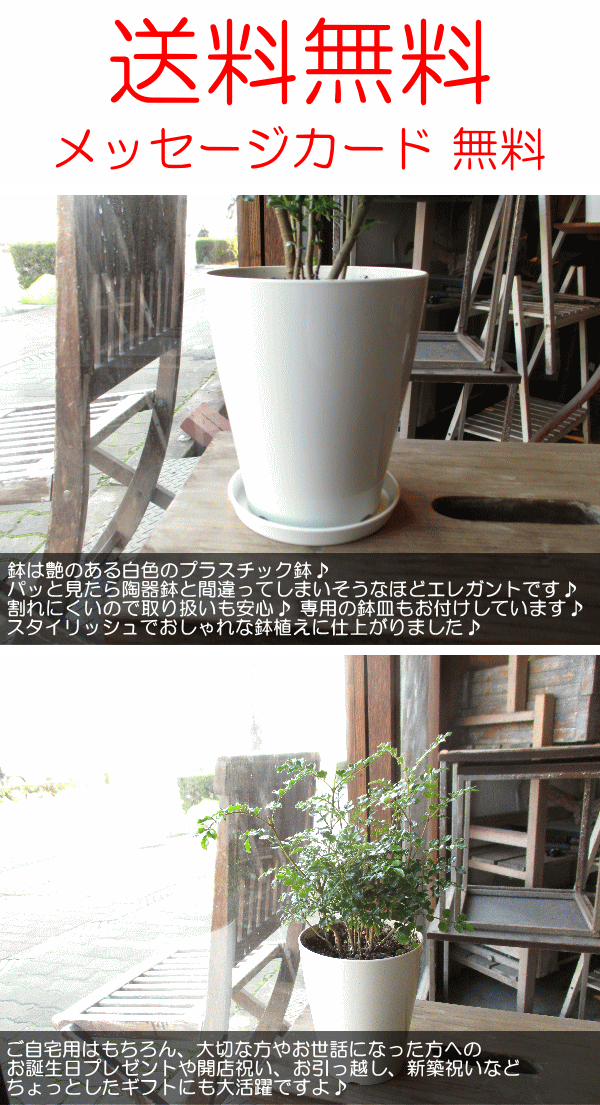 シマトネリコ 4号鉢サイズ 鉢皿付き 白色 プラスチック鉢 鉢植え