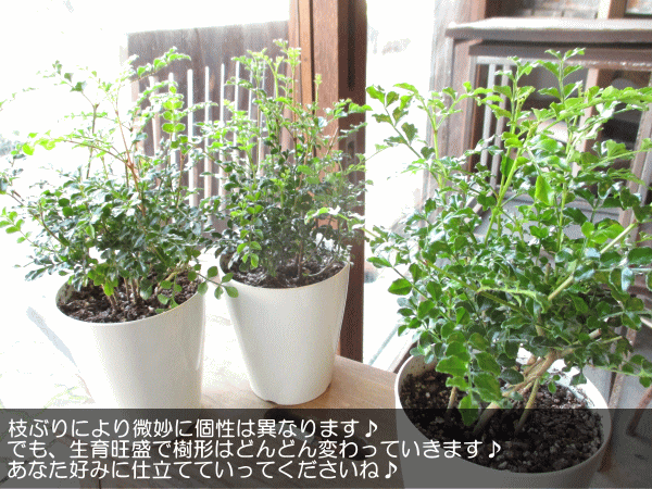 シマトネリコ 4号鉢サイズ 鉢皿付き 白色 プラスチック鉢 鉢植え