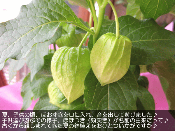 ほおずき 5号鉢サイズ 鉢植え 懐かしい夏の思い出 薫る花 鉢花