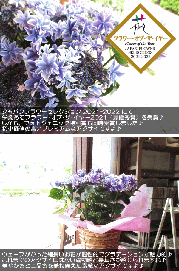 Amazon.co.jp: 紫陽花銀河アジサイ5号サイズ鉢植えあじさい