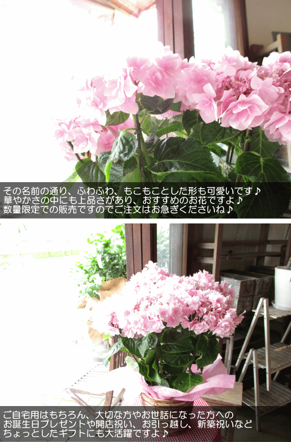 アジサイ ふわり 5号鉢サイズ 鉢植え フワリ ピンク色 さくら色 アジサイ ふわり 5号鉢サイズ 鉢植え フワリ ピンク色 さくら色