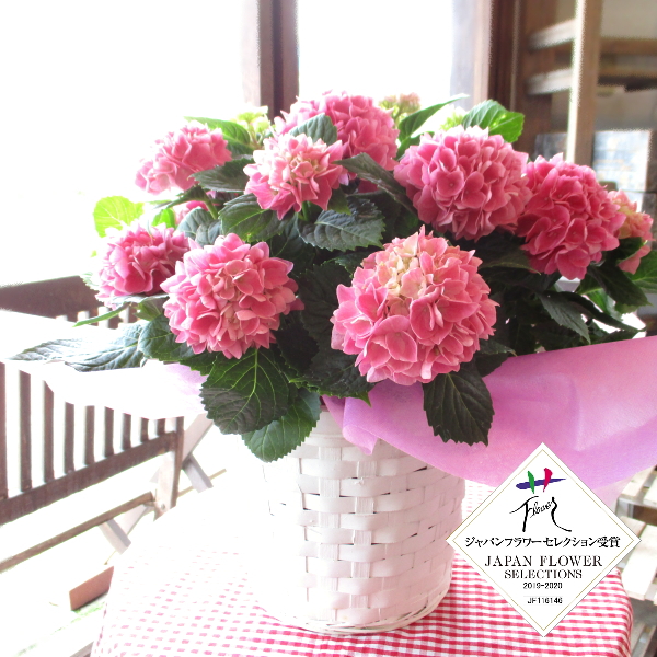 アジサイ 茜雲 5号鉢サイズ 鉢植え 島根県産 あかねぐも 桃色 ピンク 