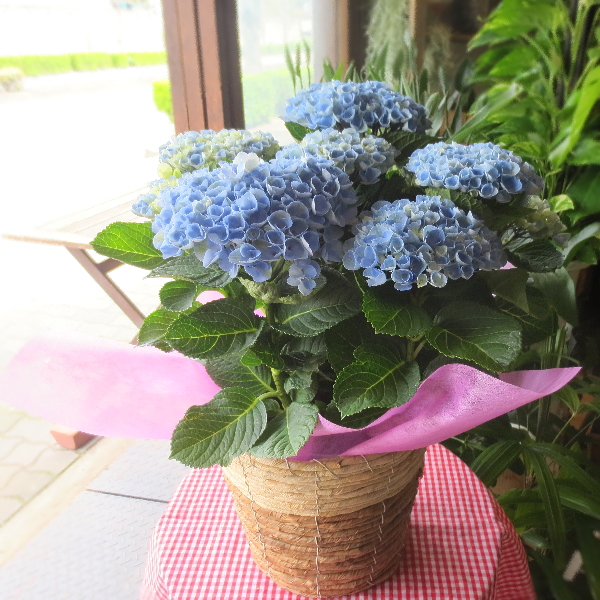 アジサイ マジカルレボリューション ブルー 5号鉢サイズ 鉢植え 水色 青色 あじさい 紫陽花 薫る花 フラワー 鉢花 母の日ギフト プレゼント  母の日特集 2024年 : hydrangea-16 : 薫る花 - 通販 - Yahoo!ショッピング